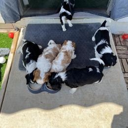 Cavalier King Charles Spaniel Puppies from AustinCavalier