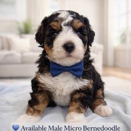 Winston - Tri-color male Bernedoodle puppy in Ormond Beach, Florida from Florida Coast Doodles