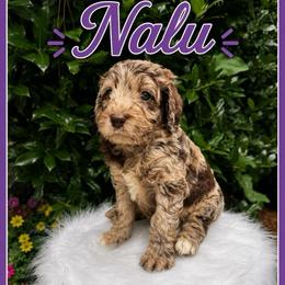 Nalu - Merle female Goldendoodle puppy in Charlotte, North Carolina from Hopeful Heart Doodles
