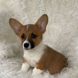 Kyle - Red male Pembroke Welsh Corgi puppy in Morton, Mississippi from Southern Magnolia Corgis