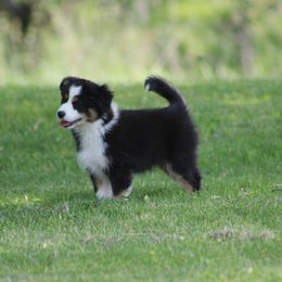 Emu - Black tri male Miniature American Shepherd puppy in Williamston, Michigan from Rust Belt Farms