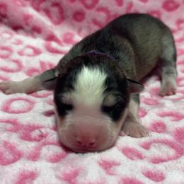 AKC Quartz - Gray and white female Siberian Husky puppy in Centreville, Maryland from Huskies By the Bay