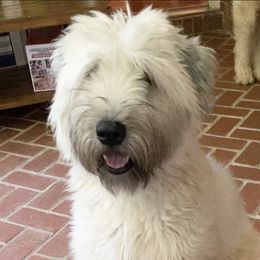 Zoe  - Soft Coated Wheaten Terrier