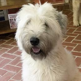 Zoe  - Soft Coated Wheaten Terrier