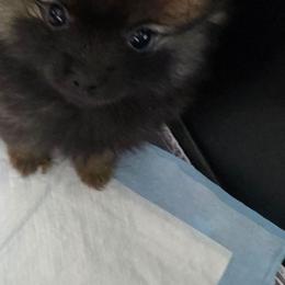 Nova Wolf - Wolf sable female Pomeranian puppy in El Centro, California from BabyBooPoms
