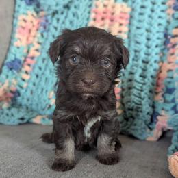 Delilah - Chocolate female Havanese puppy in Zanesville, Ohio from Charlotte Landry