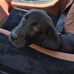 Cobra - Black male Labrador Retriever puppy in Morrilton, Arkansas from Ancient Dogges Performance Dogs