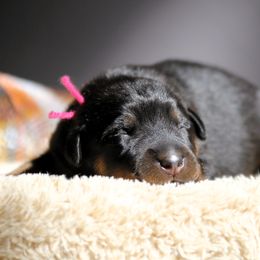 Andromeda - 5350 - Black and rust female Beauceron puppy in Rockwall, Texas from Elitehaus