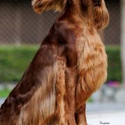 Cocker Spaniels and Irish Setters from Ashwood Cockers
