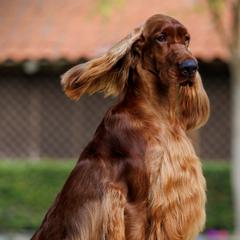 Cocker Spaniels and Irish Setters from Ashwood Cockers