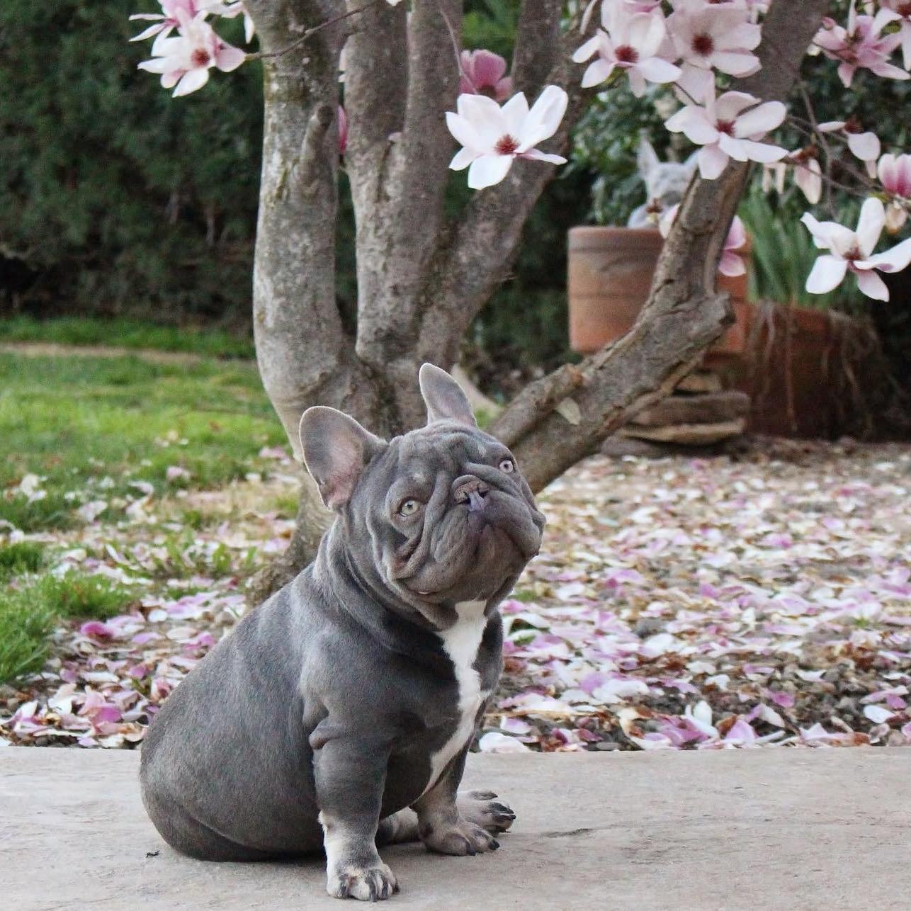 French Bulldogs from Tri County Frenchies