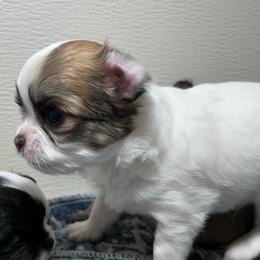 Teddy - Chocolate sabled fawn male Chihuahua puppy in Hebron, North Dakota from Dakota Heart Chihuahuas