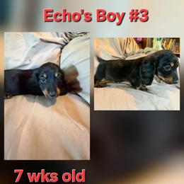 Echos boy 3 - Black and tan male Dachshund puppy in Grand Junction, Michigan from J.C fur babies