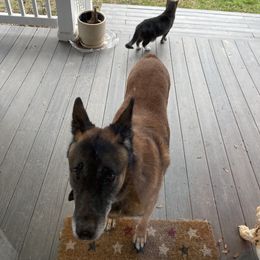 Belgian Malinois All Grown Up from Detto Fatto Malinois