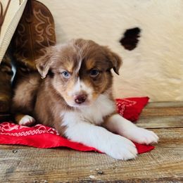 TEX - Red tri-color male Australian Shepherd puppy in Durand, Wisconsin from Larson’s Legacy Aussome Aussie Kennels