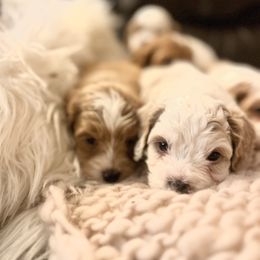Boy 2 - Red and white Cockapoo puppy in Birdsboro, Pennsylvania from Cooper Family Cockapoos