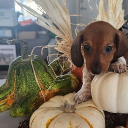 Boy 3 - Dachshund puppy in Phoenix, Arizona from Jennifer's Guardian Doxies