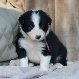 Carly - Pink Collar - Black female Border Collie puppy in Courtland, Alabama from C Bar C Ranch Border Collies