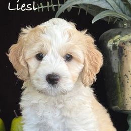 Liesl - Apricot Australian Labradoodle puppy in Washington, North Carolina from Pamlico Labradoodles