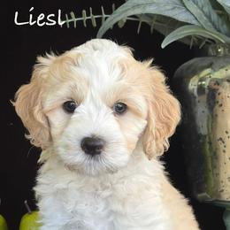 Liesl - Apricot Australian Labradoodle puppy in Washington, North Carolina from Pamlico Labradoodles