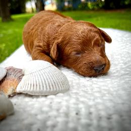 Pearl - Red  female Goldendoodle puppy in Sugar City, Idaho from Idaho Sugar Doodle Pups