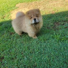 Chow Chow Puppies from Graystone Kennel