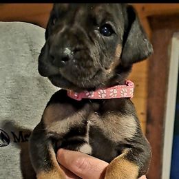Great Dane Puppies from Lakefront Danes