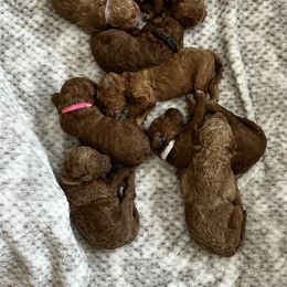 Poodle Puppies from Bella’s Red poodles