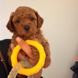 Nala - Red  female Goldendoodle puppy in Naples, Florida from Goldendoodles Of Naples,INC