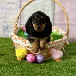 Beau - Black and tan male Dachshund puppy in Westport, Kentucky from Lonestar Creek Farm