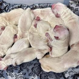 Girl 4 - Light golden female Golden Retriever puppy in Oconto, Wisconsin from Abbie's Golden Retrievers