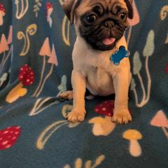 Pug Puppies from Lisa's Pugalicious Pugs