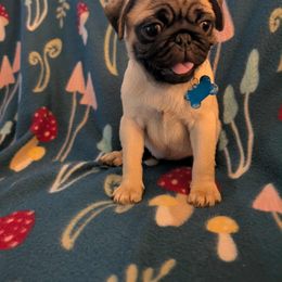 Pug Puppies from Lisa's Pugalicious Pugs