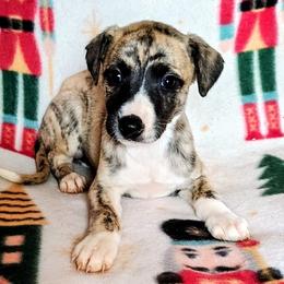 Keegan - Fawn brindle male Whippet puppy in Goldendale, Washington from Amulet Charm