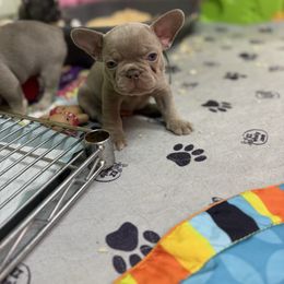 Bobby - male French Bulldog puppy in Topeka, Kansas from Midwest Monster Made Bulldogs