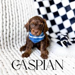 Caspian - Phantom male Goldendoodle puppy in Springville, Utah from Happy Doodle
