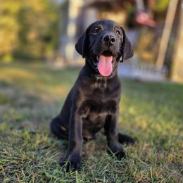 Smitty - Black male Labrador Retriever puppy in Caledonia, Ohio from 7Cs Labs