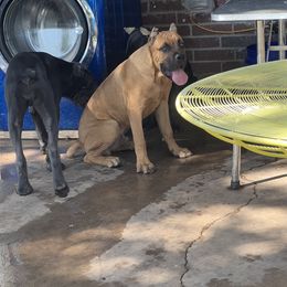 Boy 1 - Fawn Cane Corso puppy in Granbury, Texas from Revolutions Kennel
