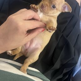 Liona - Gold female Chihuahua puppy in Washington from Maria's Chihuahuas