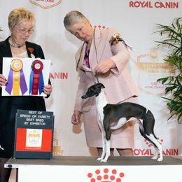 Zain - Italian Greyhound