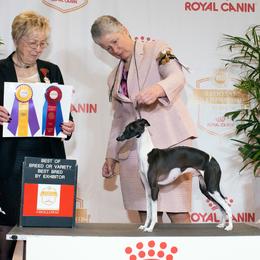 Zain - Italian Greyhound