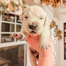 Sprinkle - Light golden female Golden Retriever puppy in Mason, Michigan from Sweet Breeze Acres