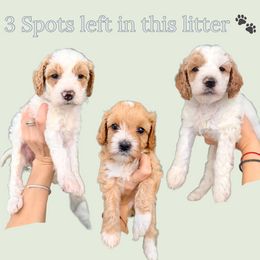Cavapoo puppies from 305.doods