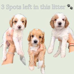 Cavapoo puppies from 305.doods