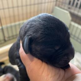 Ms Piggy - Black female Labrador Retriever puppy in Arlington, Iowa from Uncle Bucks Labrador Retrievers