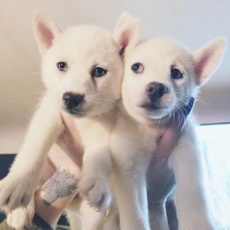 Pomsky puppies from Snow Shark Pomskys
