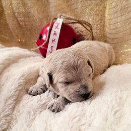 Pebbles - Apricot female Goldendoodle puppy in Casa Grande, Arizona from Curls and Camo Pups