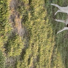 German Shorthaired Pointers from Farmbrook