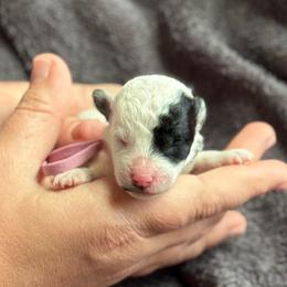 Girl 2 - Black and white female Sheepadoodle puppy in Wharton, Texas from Little Fur Friends