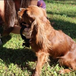 AKC Duke - Cavalier King Charles Spaniel